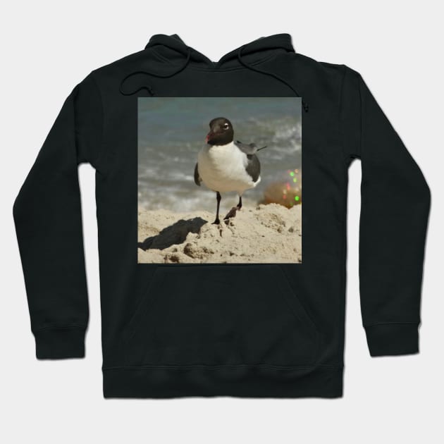 Beautiful photograph of a seagull Hoodie by Annalisseart24